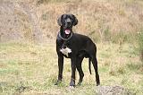 DOGUE ALLEMAND 930